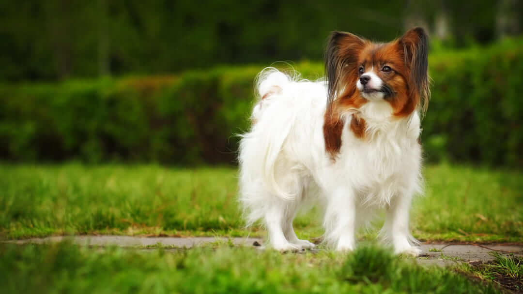 French papillon best sale dog